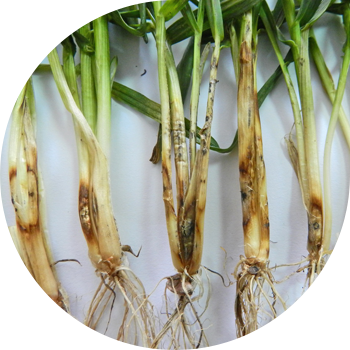 თეთრი ბაზალური rot (ghibellinosis, თეთრი ჩალის rot, whitestalk)