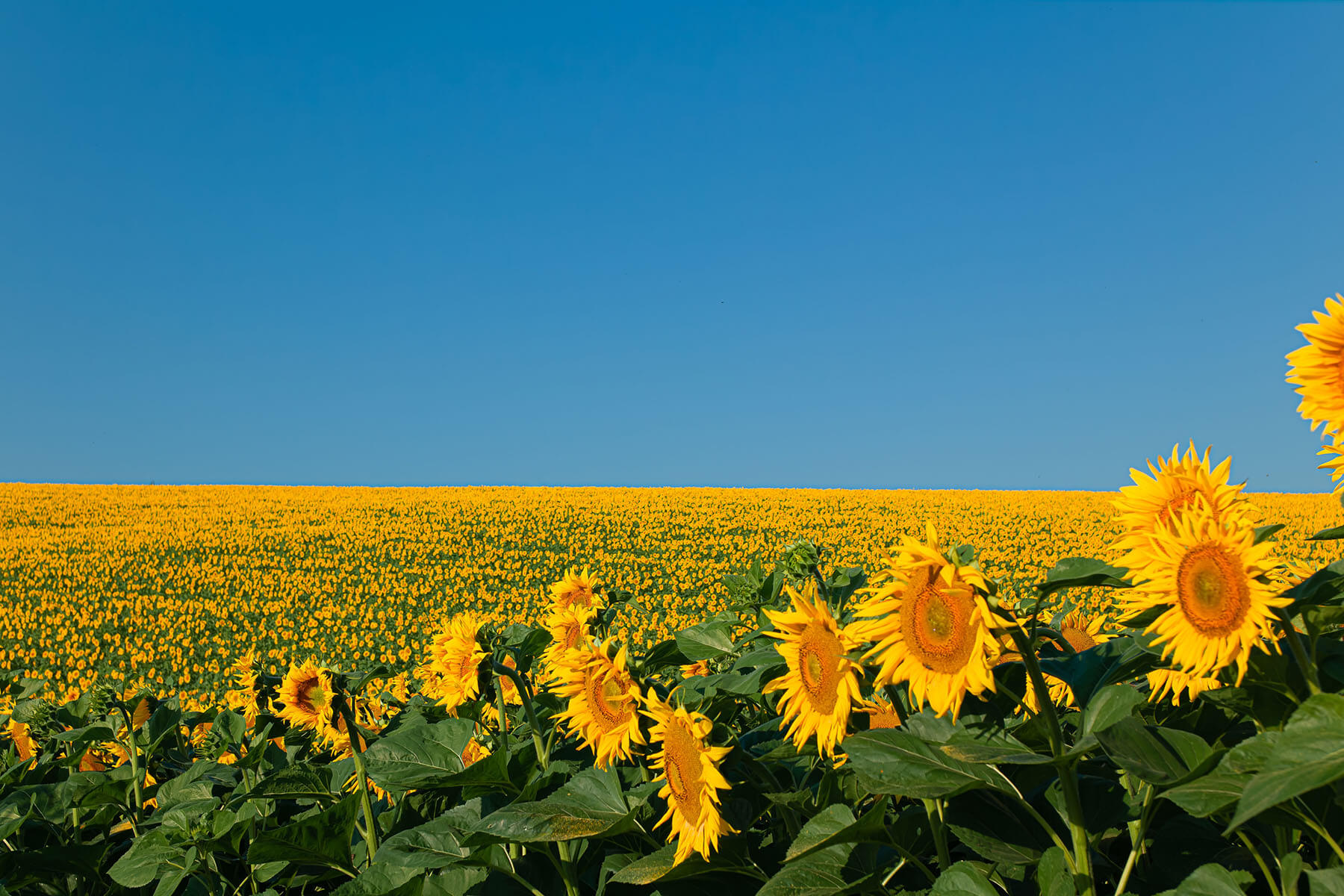 თათრეთში ნავთობის მოპოვების ახალი ქარხანა აშენდება