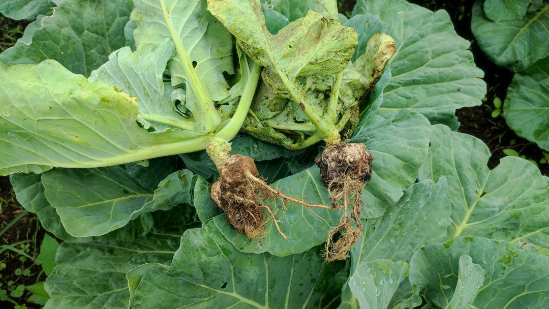 კილოგრამი კომბოსტო