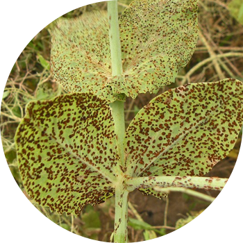 ბარდის ჟანგი