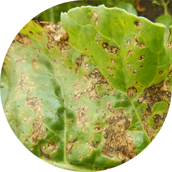 ბაქტერიული ლაქა