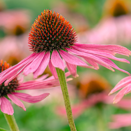სამკურნალო საშუალებები