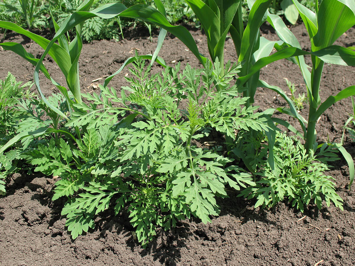Ambrosia Vital: აგვისტოს შეაფასა დინამიკა ყოფნა და საფრთხე ყველაზე გავრცელებული საკარანტინო ობიექტების რუსეთში
