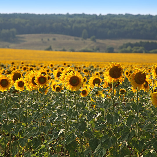 "აგვისტო-ლენინოგორსკი"