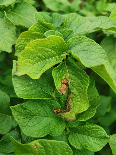 კარტოფილის ალტერნარიაზი (ადრეული მშრალი ლაქა) 
