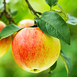 ხილის ხეები