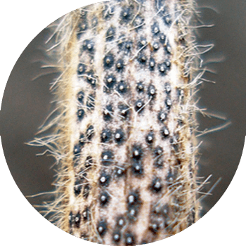 Diaportosis, ან phomopsis of soybeans