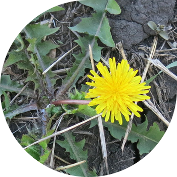 სამკურნალო dandelion