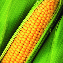 სიმინდი