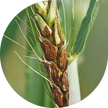 ხორბლის მტვრიანი სმუტი