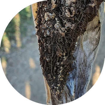 სიმინდის მტვრიანი სუნი